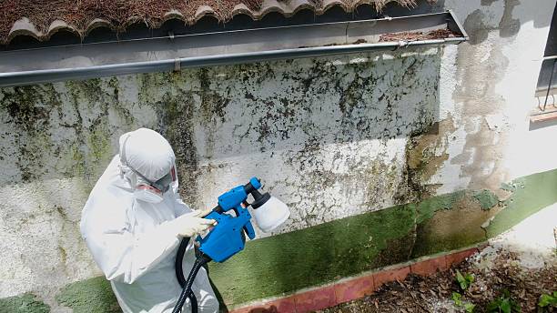 Top rated local Crawl Space Mold Removal specialists in Newport, NC